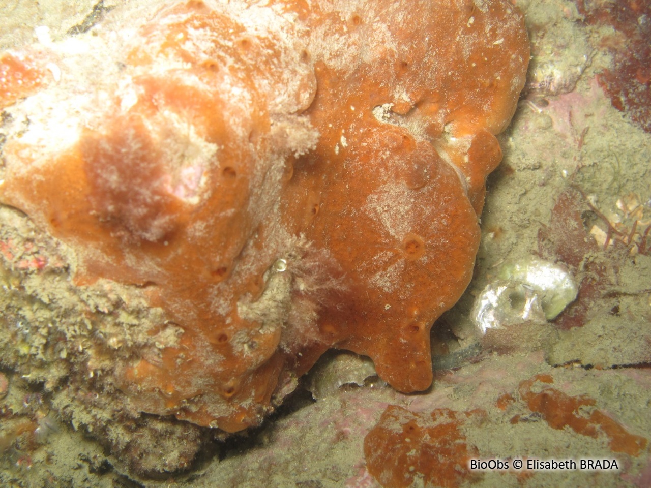 Clathria veinée - Clathria (Microciona) strepsitoxa - Elisabeth BRADA - BioObs