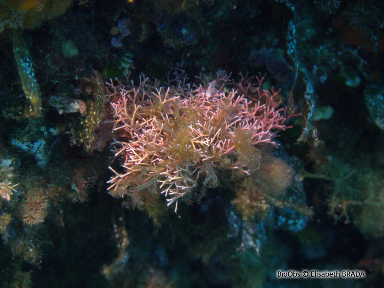 Amphiroa sciaphile - Amphiroa cryptarthrodia - Elisabeth BRADA - BioObs