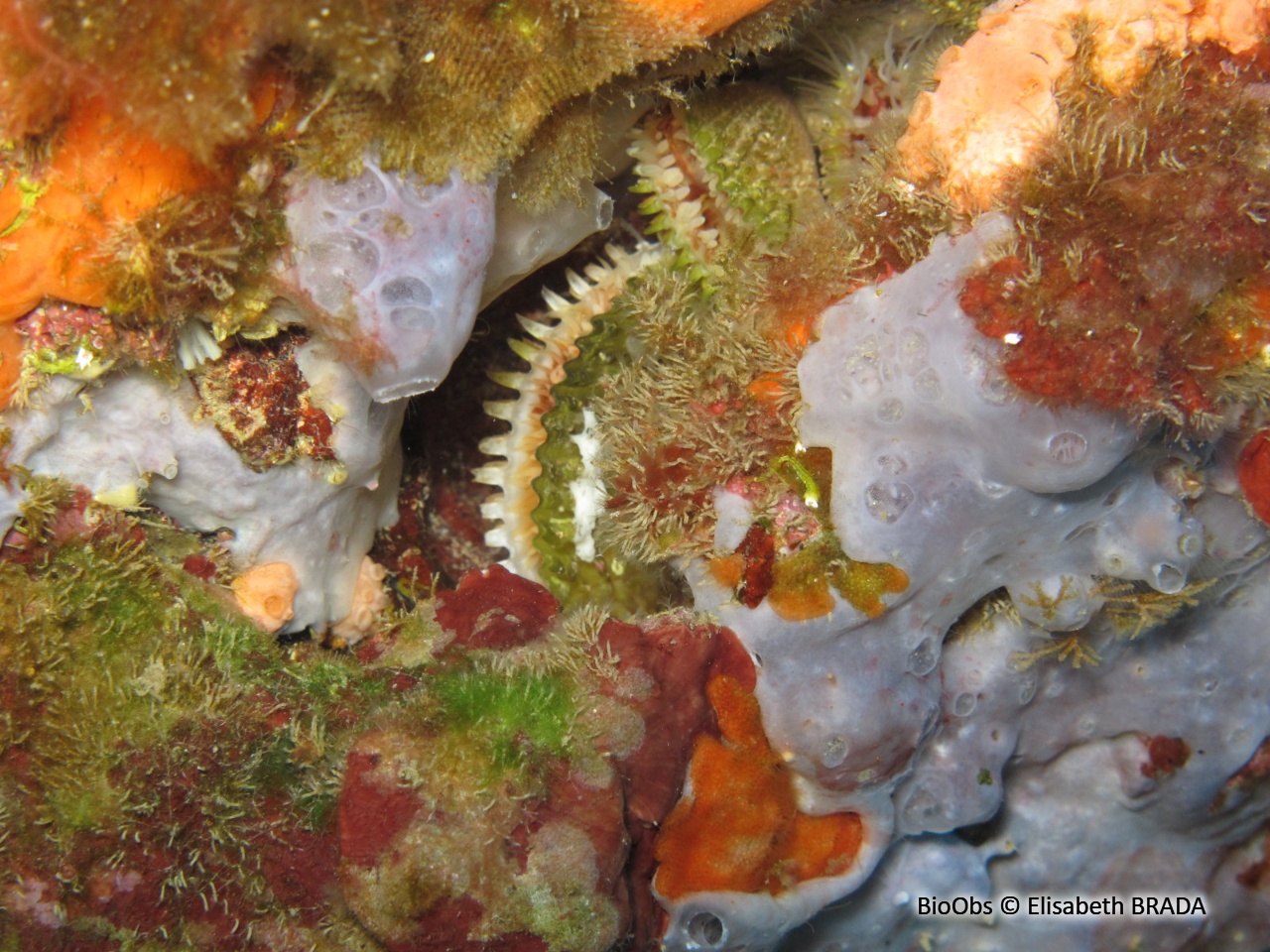 Lime écailleuse - Lima lima - Elisabeth BRADA - BioObs