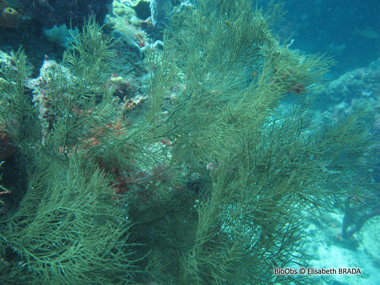 Corail noir tropical - Antipathes spp. - Elisabeth BRADA - BioObs