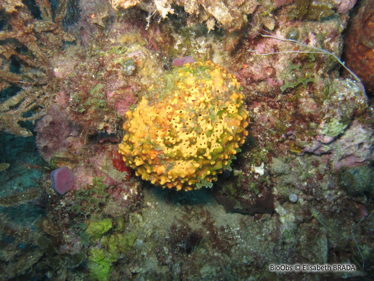 Eponge multicolore - Aiolochroia crassa - Elisabeth BRADA - BioObs