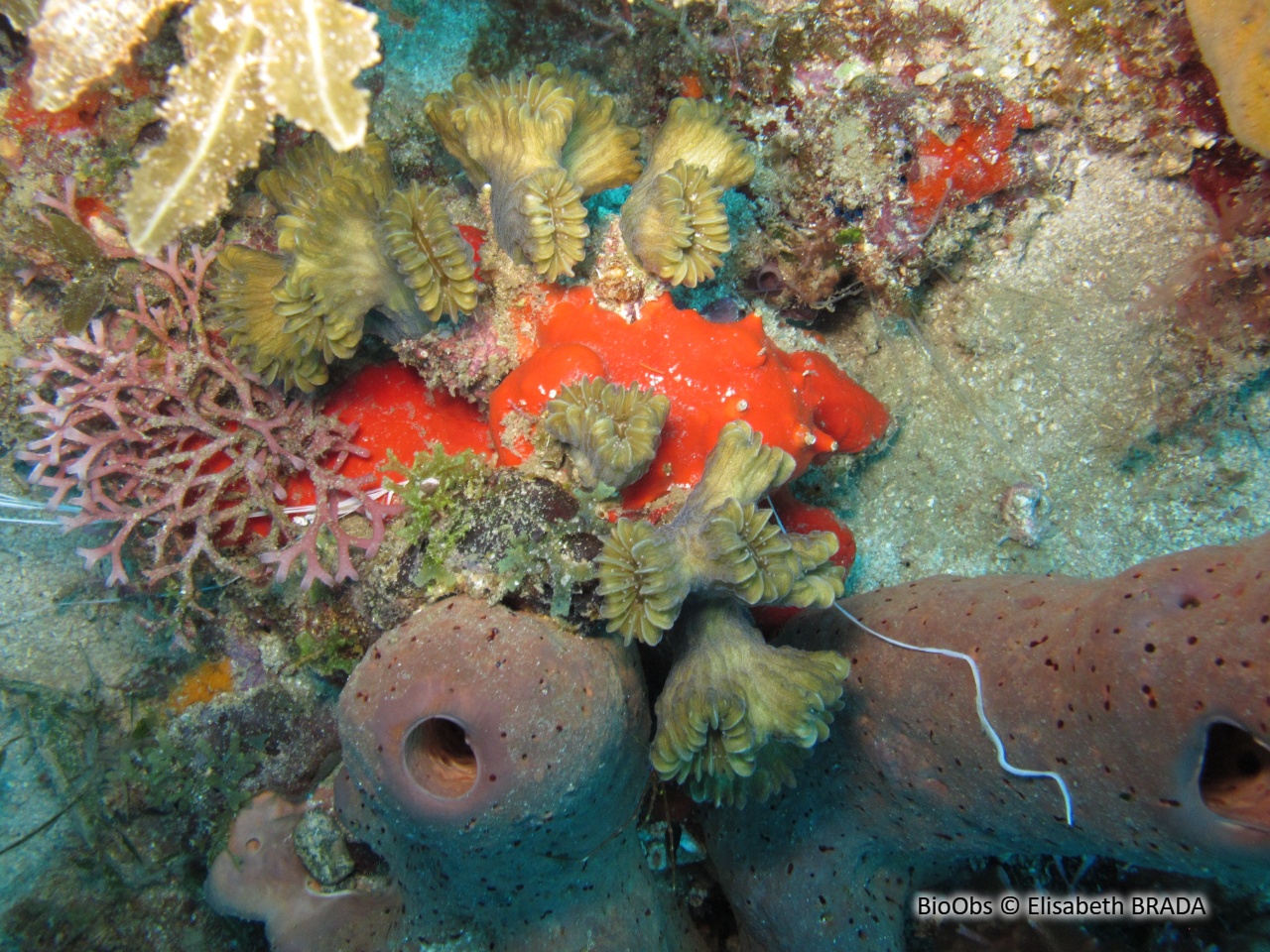 Corail-fleur doux - Eusmilia fastigiata - Elisabeth BRADA - BioObs