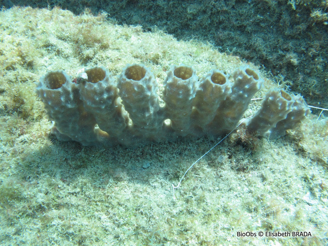 Eponge-tuyau rose - Callyspongia (Cladochalina) vaginalis - Elisabeth BRADA - BioObs