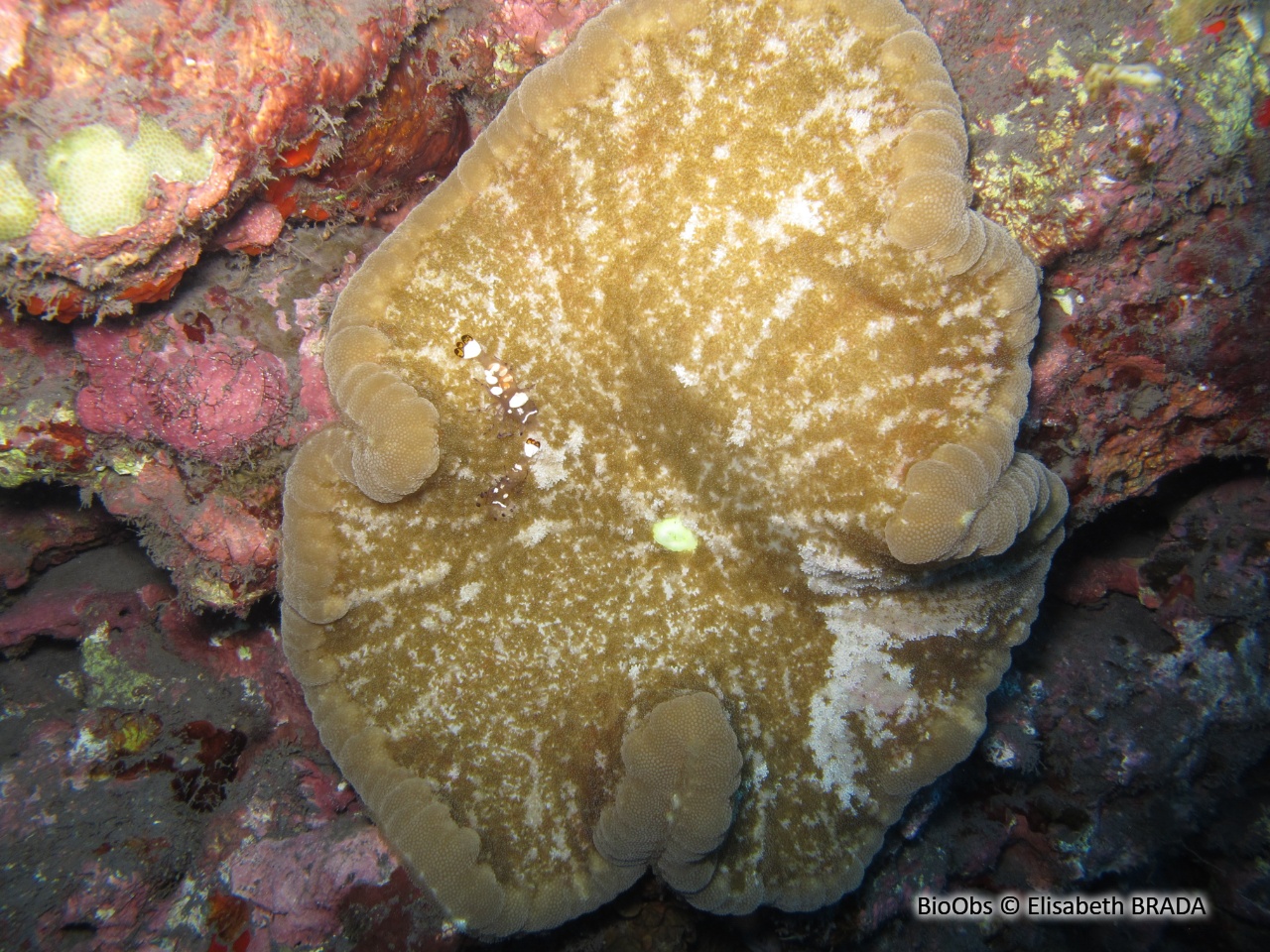Anémone adhésive - Cryptodendrum adhaesivum - Elisabeth BRADA - BioObs