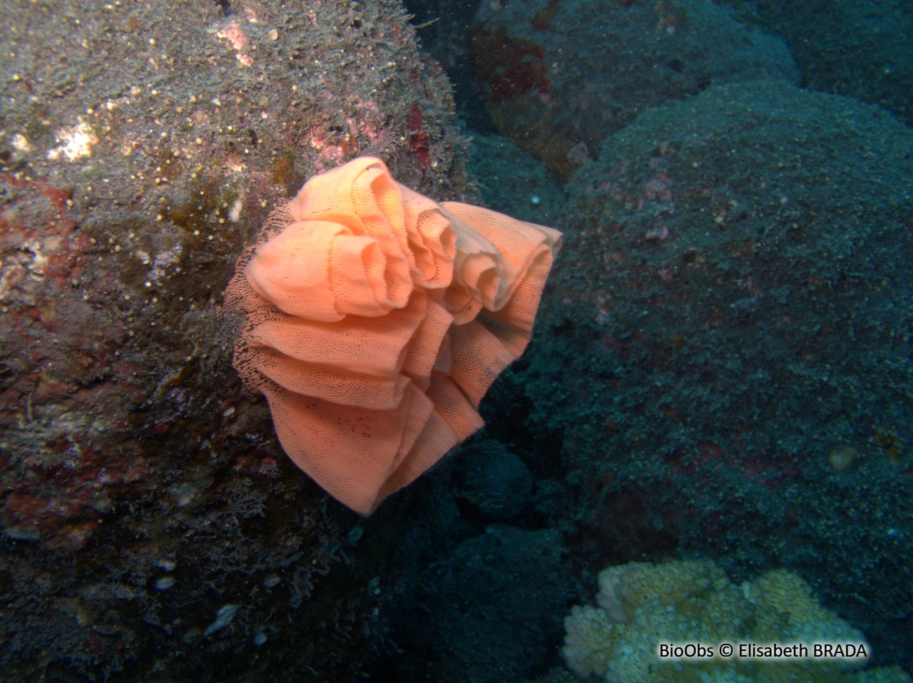 Danseuse espagnole ponte - Hexabranchus - Elisabeth BRADA - BioObs