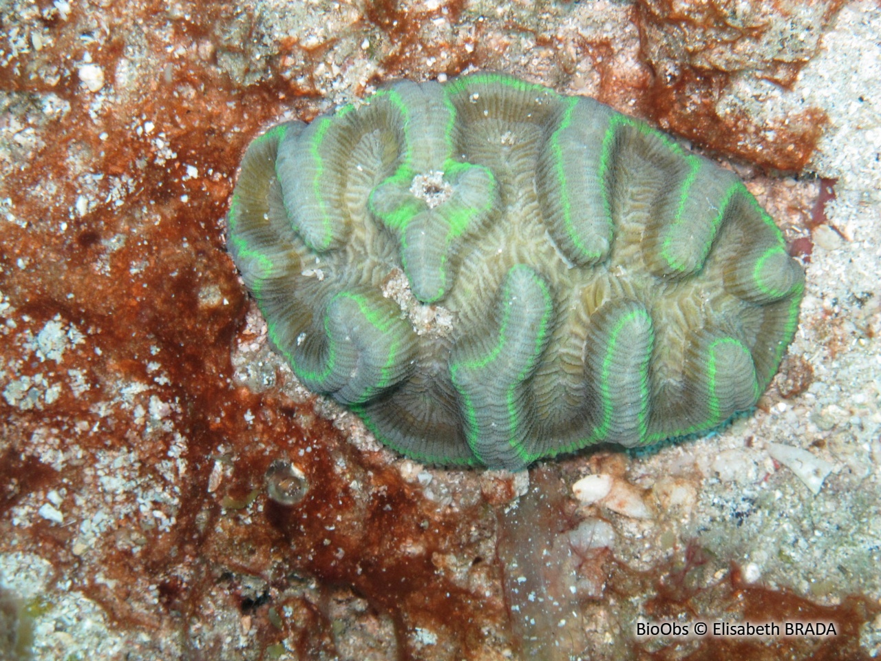 Rose de corail - Manicina areolata - Elisabeth BRADA - BioObs