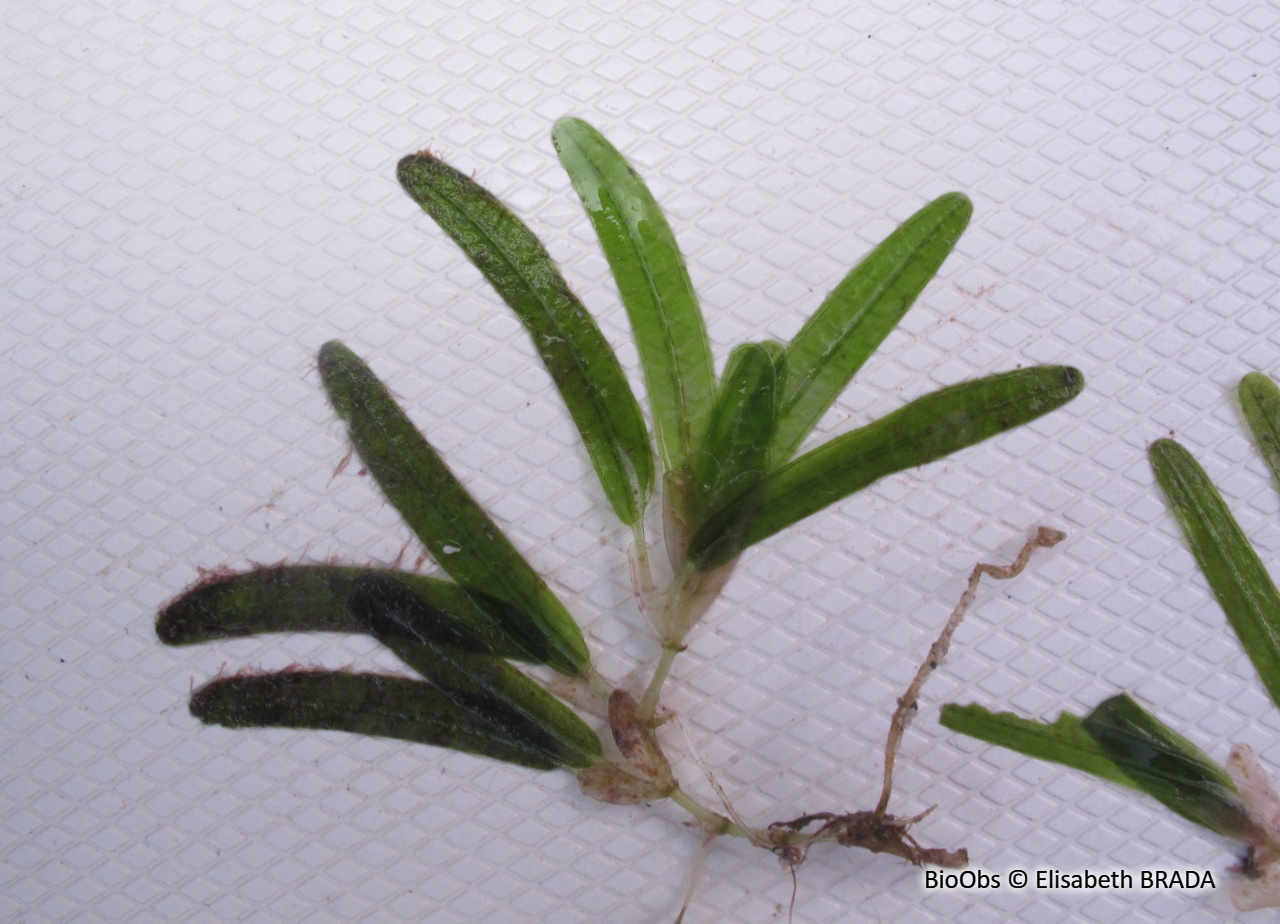 Halophile stipulée - Halophila stipulacea - Elisabeth BRADA - BioObs