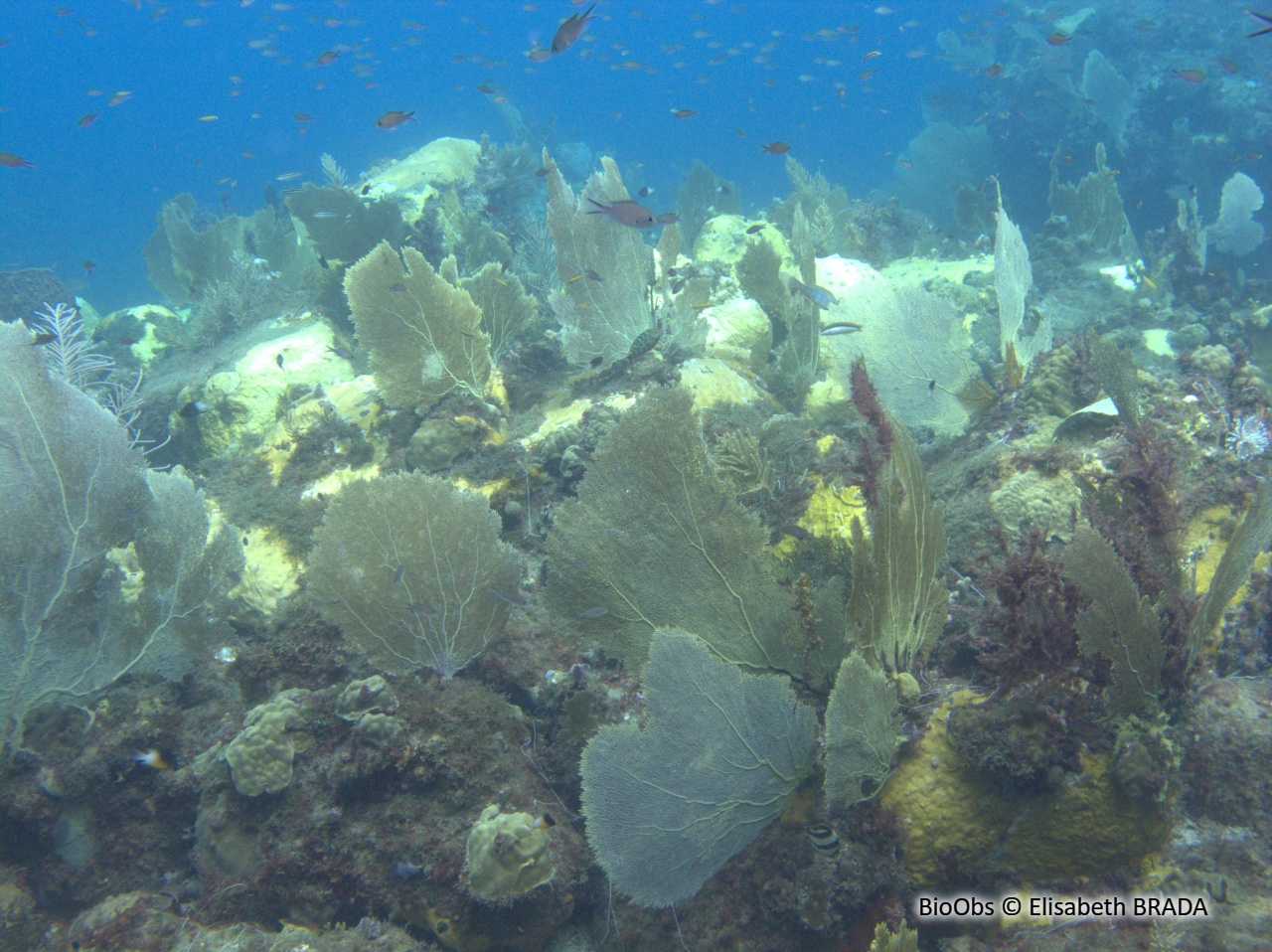 Gorgone pourpre des caraibes - Gorgonia ventalina - Elisabeth BRADA - BioObs