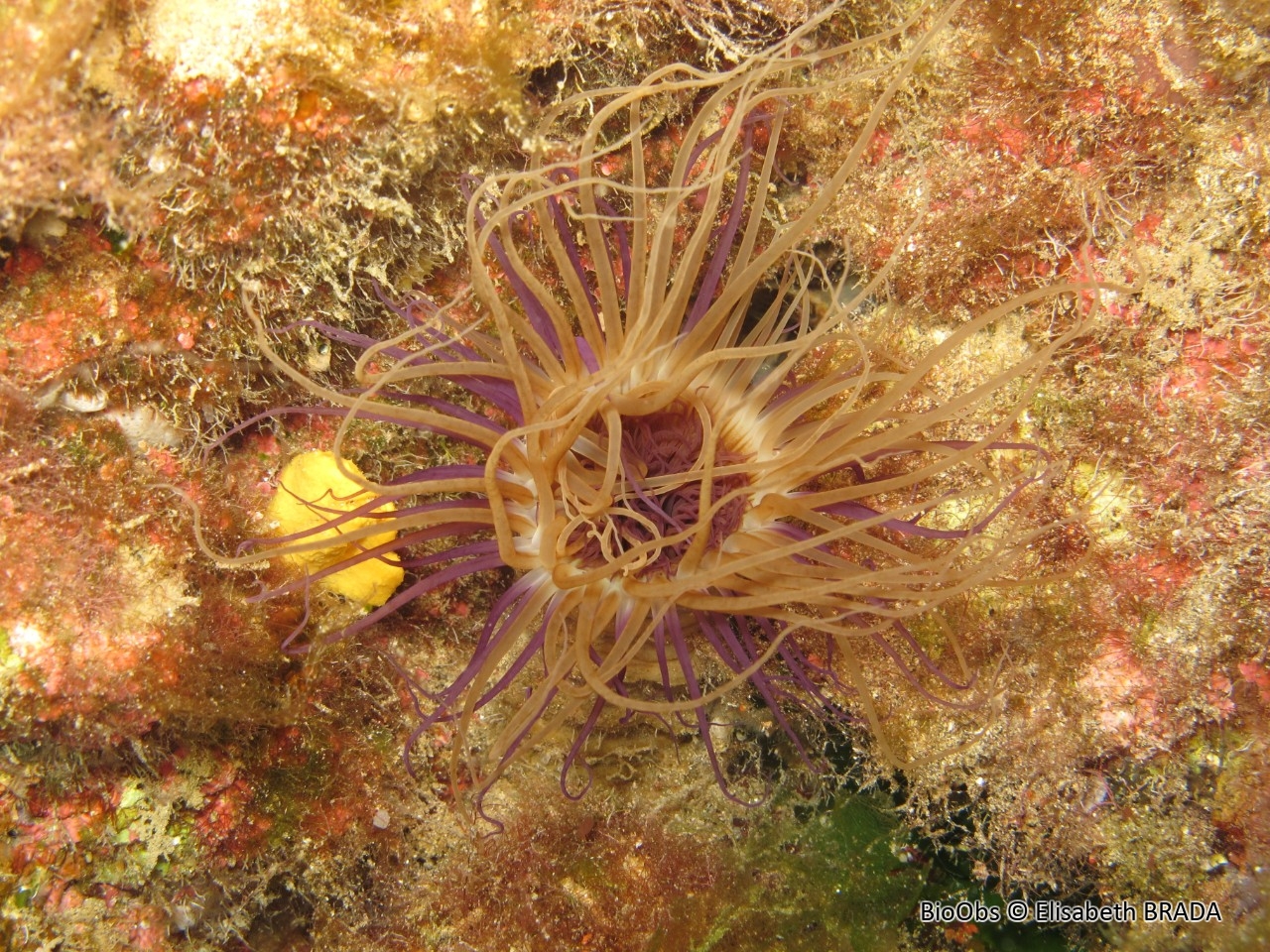 Cerianthe de Dohrn - Pachycerianthus dohrni - Elisabeth BRADA - BioObs