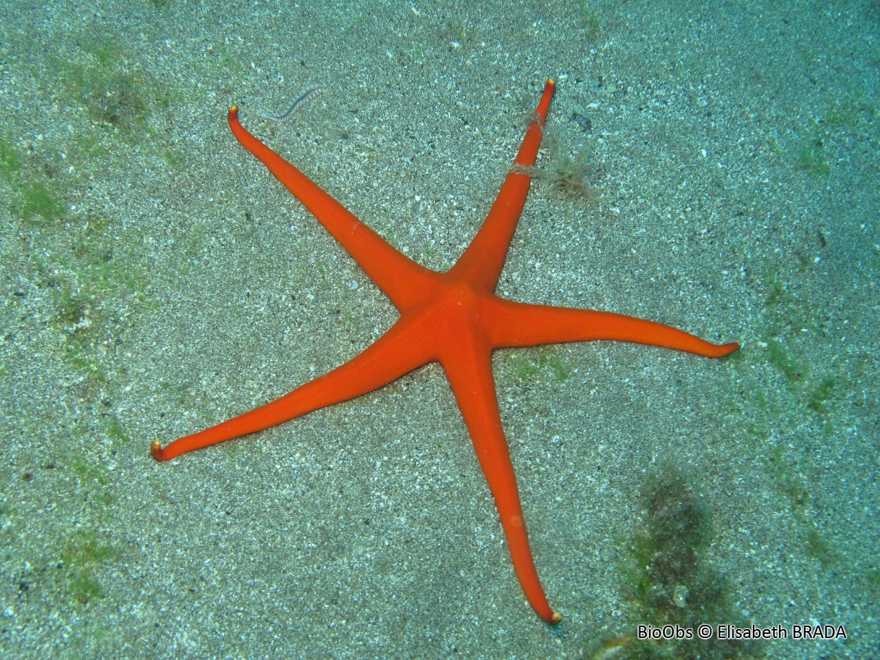 Etoile canarienne - Narcissia canariensis - Elisabeth BRADA - BioObs