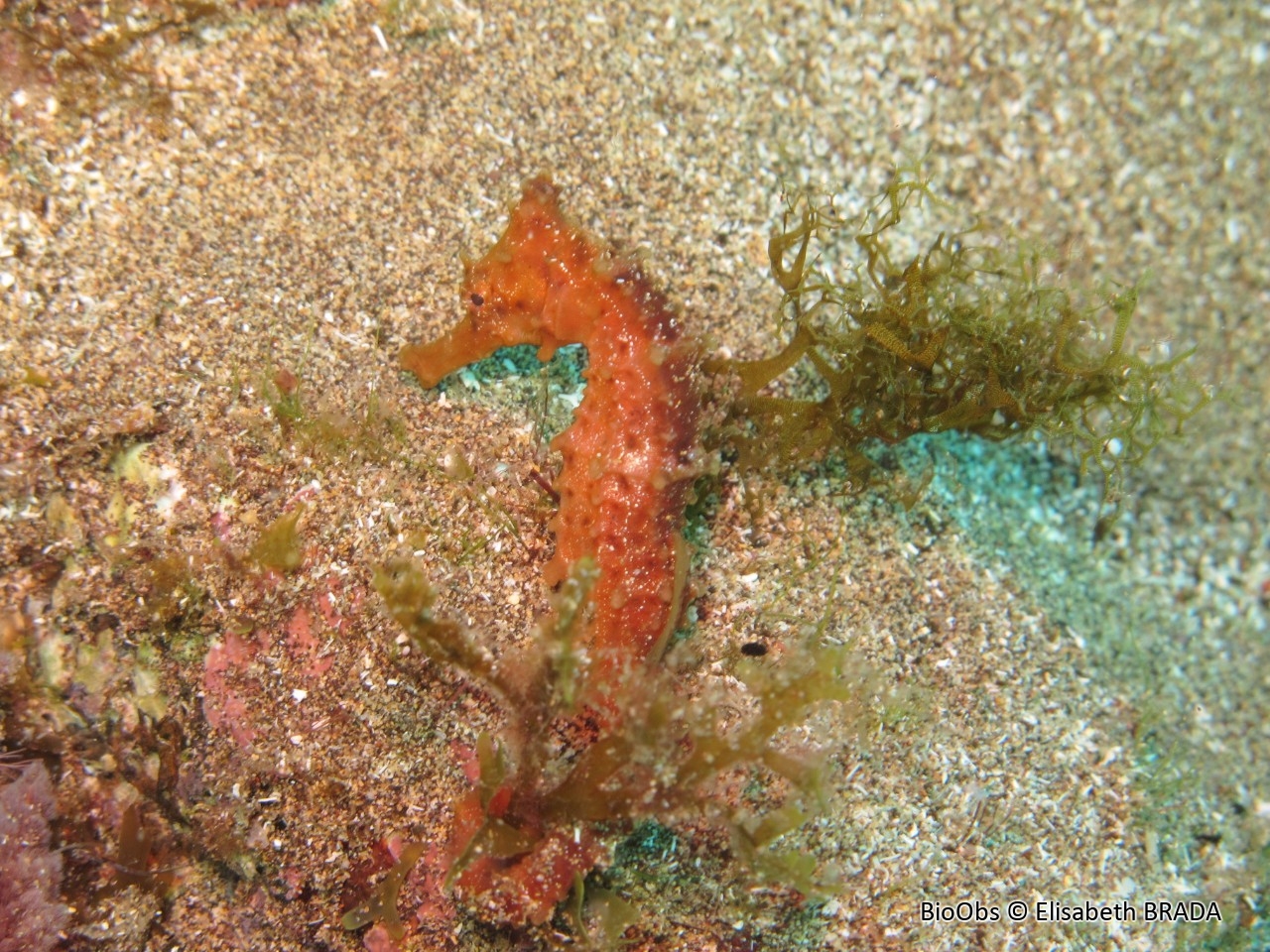Hippocampe algiricus - Hippocampus algiricus - Elisabeth BRADA - BioObs