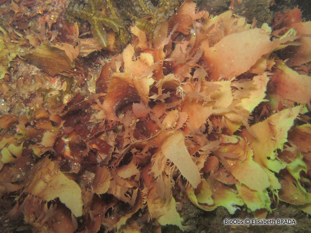 Algue ciliée - Calliblepharis ciliata - Elisabeth BRADA - BioObs