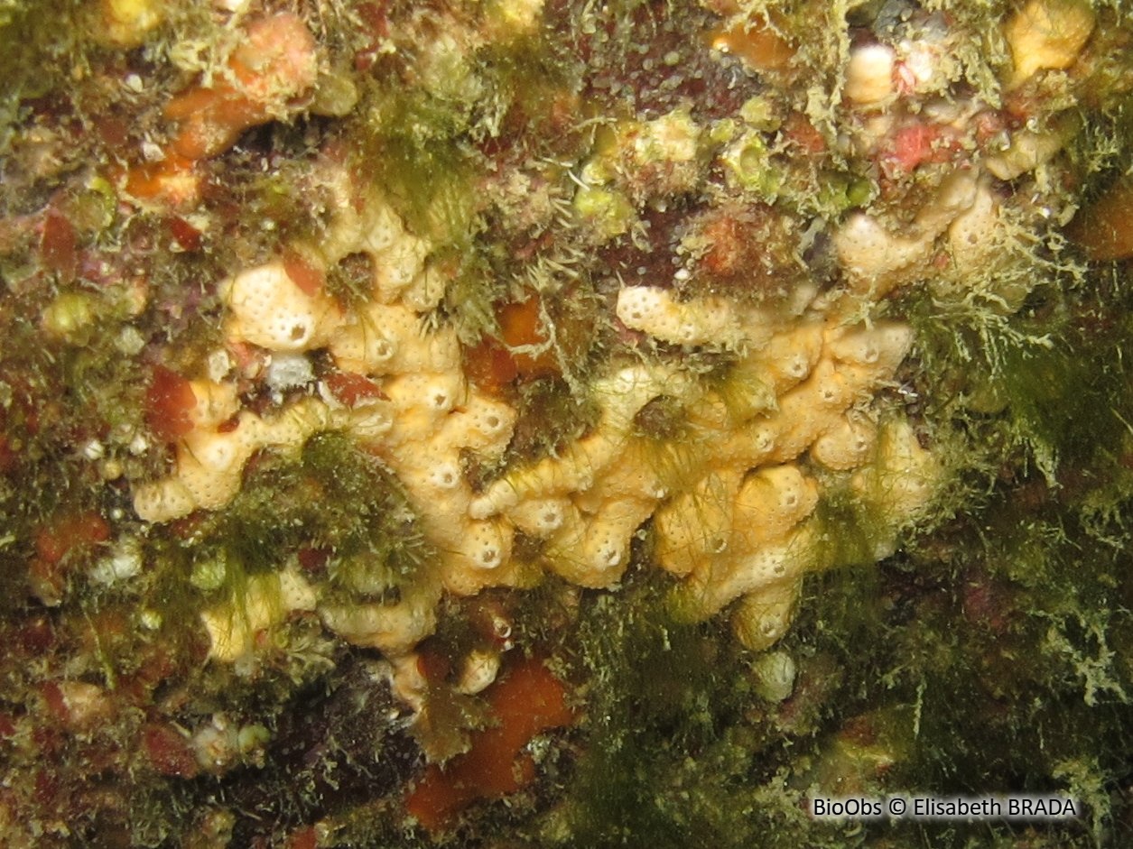 Didemne jaune - Polysyncraton bilobatum - Elisabeth BRADA - BioObs
