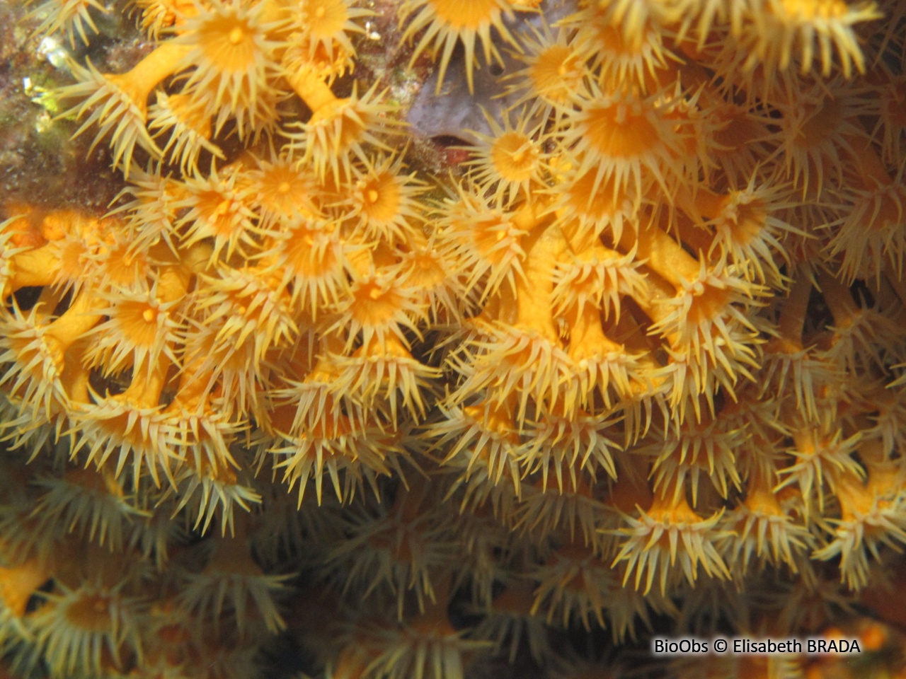 Anémone jaune encroûtante - Parazoanthus axinellae - Elisabeth BRADA - BioObs