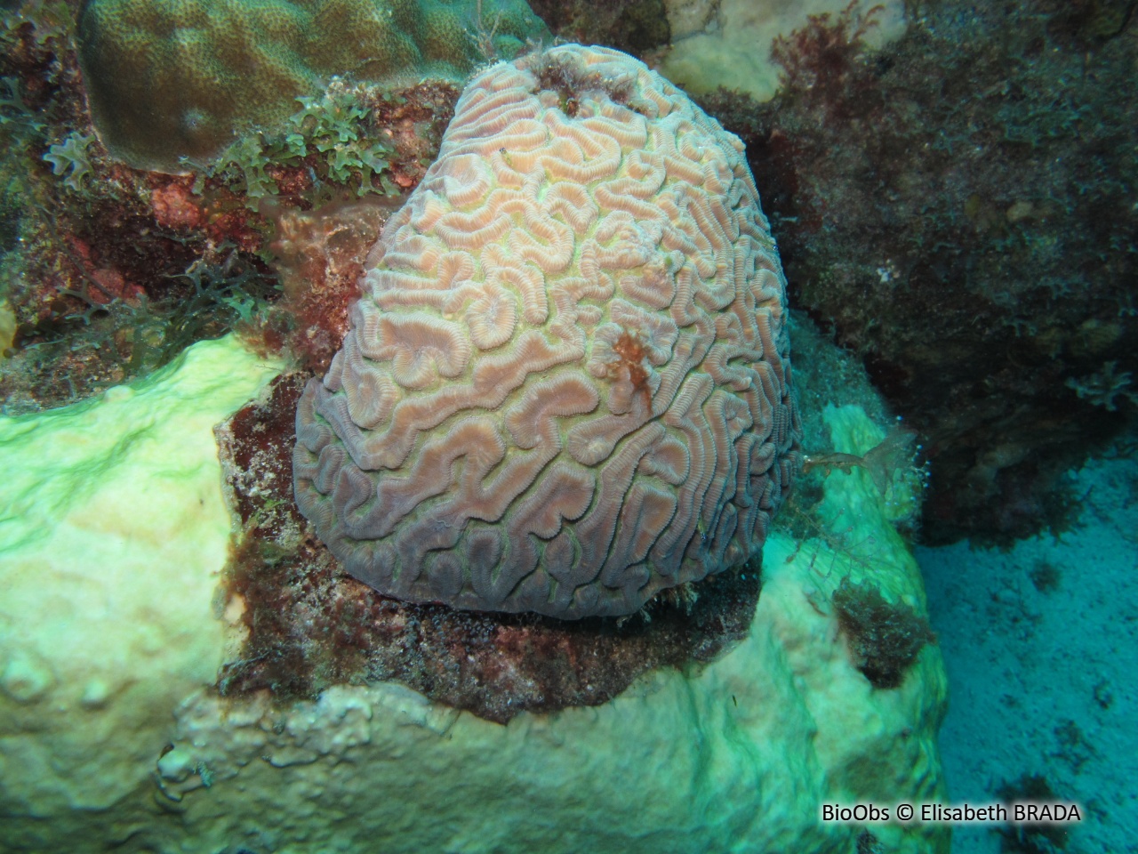Corail-cerveau de Neptune - Diploria labyrinthiformis - Elisabeth BRADA - BioObs