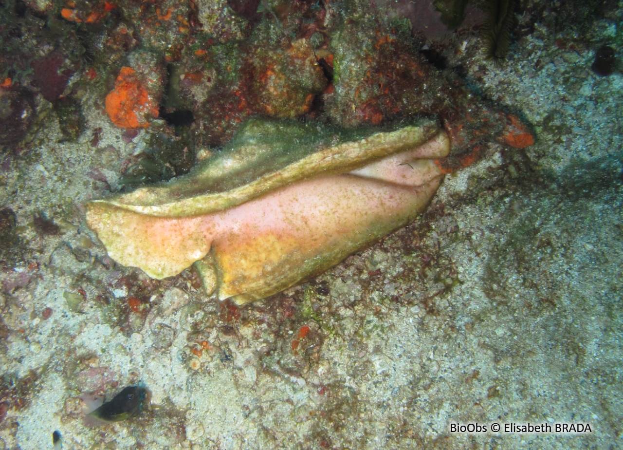 Strombe coq - Aliger gallus - Elisabeth BRADA - BioObs