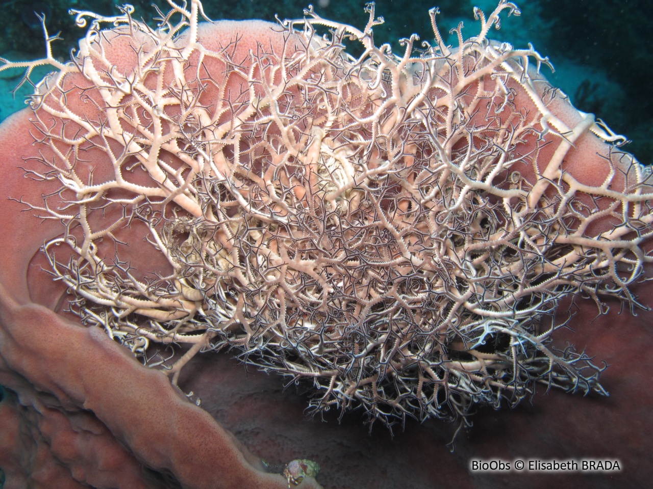 Gorgonocéphale géant - Astrophyton muricatum - Elisabeth BRADA - BioObs