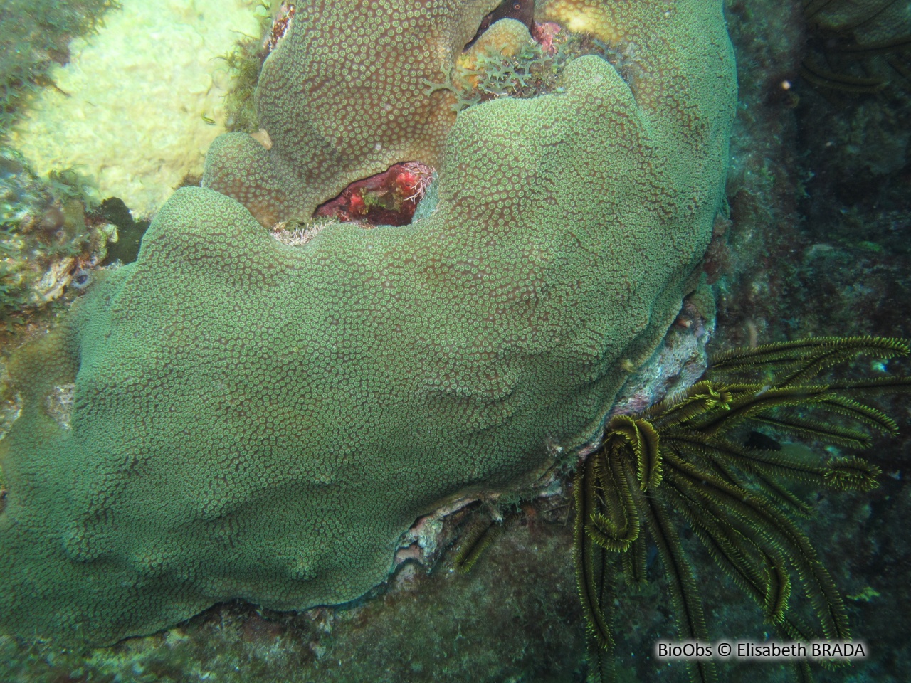 Corail étoilé massif - Orbicella annularis - Elisabeth BRADA - BioObs