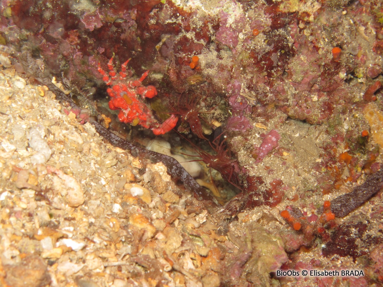 Lissa goutteuse - Lissa chiragra - Elisabeth BRADA - BioObs