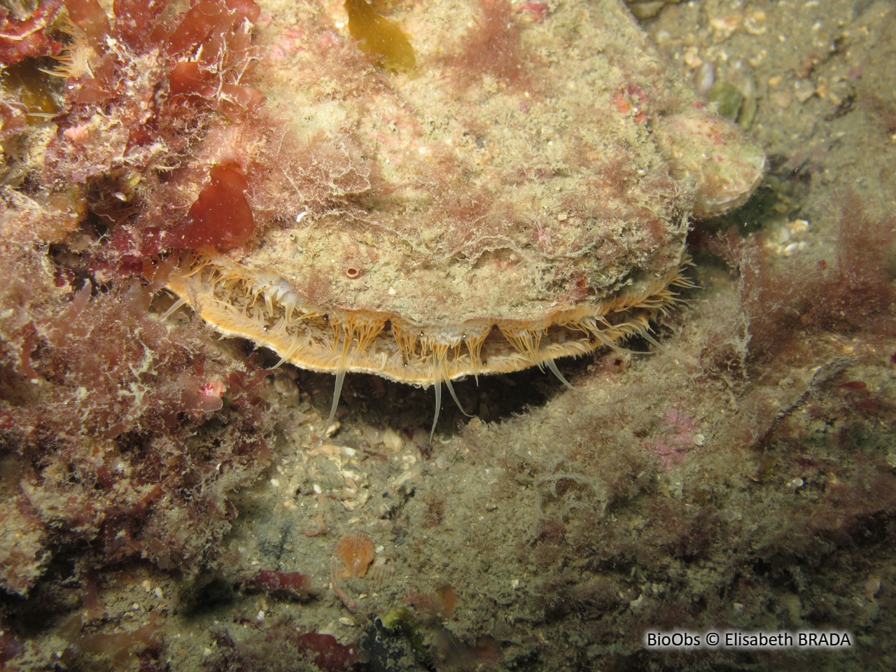 Coquille Saint-Jacques de l'Atlantique - Pecten maximus - Elisabeth BRADA - BioObs