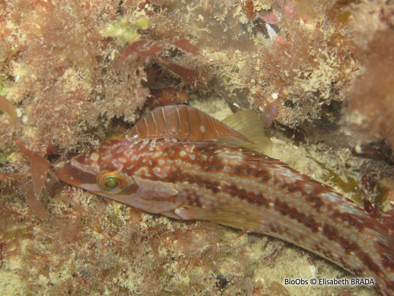 Anilocre - Anilocra - Elisabeth BRADA - BioObs