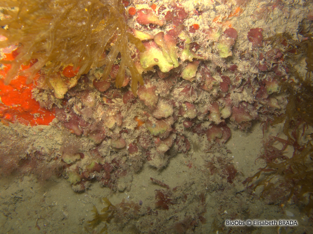 Meredithia à petites feuilles - Meredithia microphylla - Elisabeth BRADA - BioObs