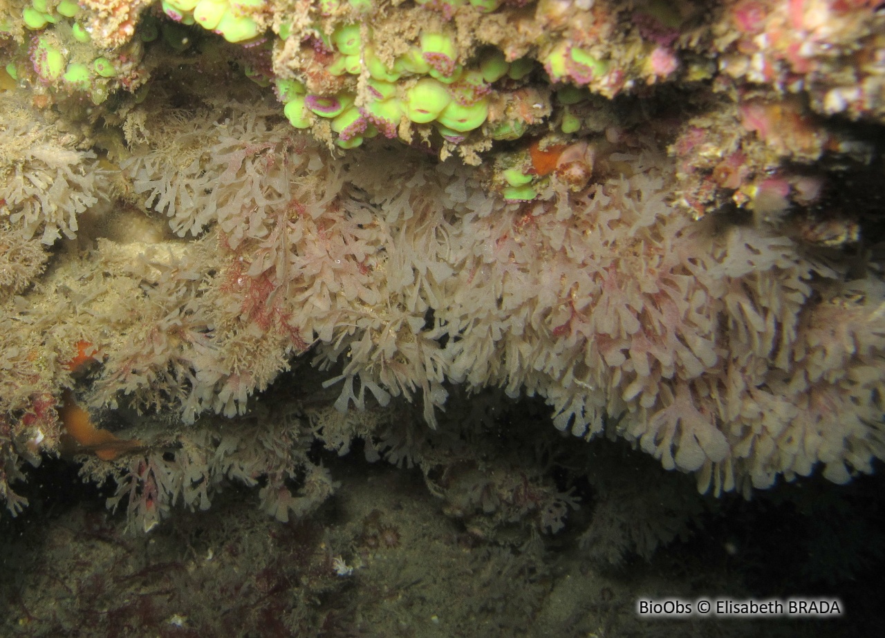 Chartelle, petite flustre - Chartella papyracea - Elisabeth BRADA - BioObs