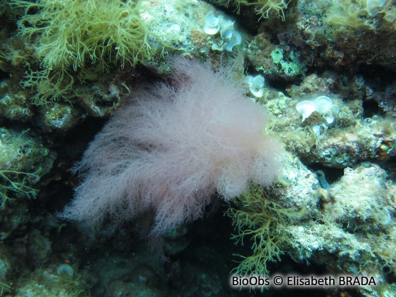 Acrosymphyton pourpre - Acrosymphyton purpuriferum - Elisabeth BRADA - BioObs