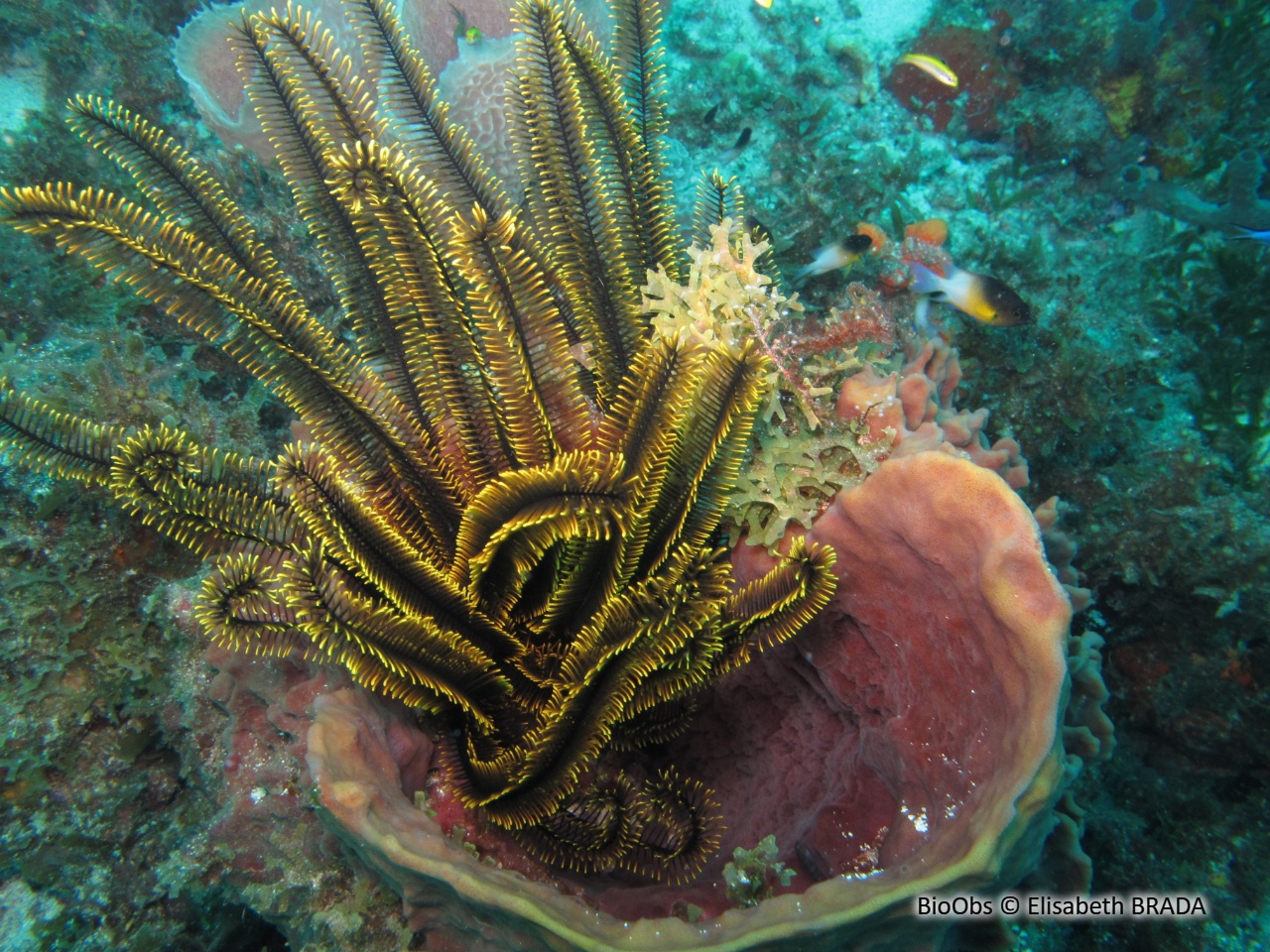 Comatule dorée - Davidaster rubiginosus - Elisabeth BRADA - BioObs
