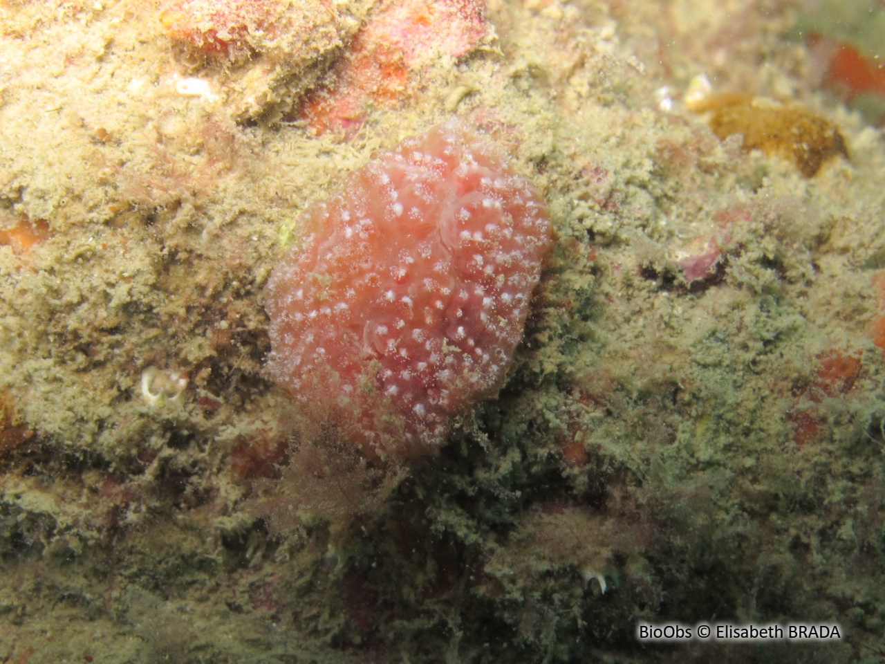 Fraise de mer - Aplidium elegans - Elisabeth BRADA - BioObs