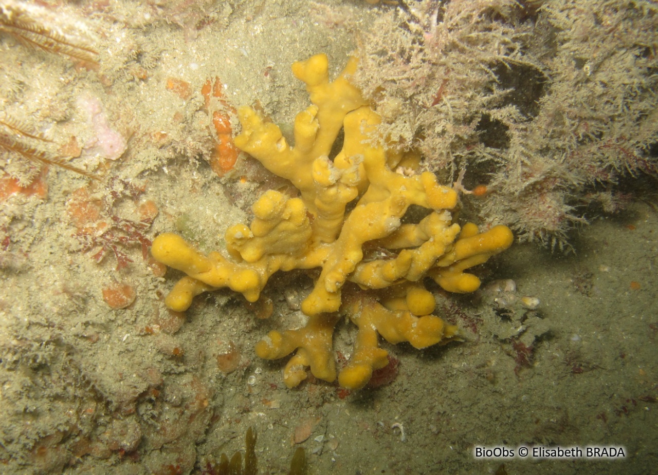 Axinelle tortueuse - Homaxinella subdola - Elisabeth BRADA - BioObs