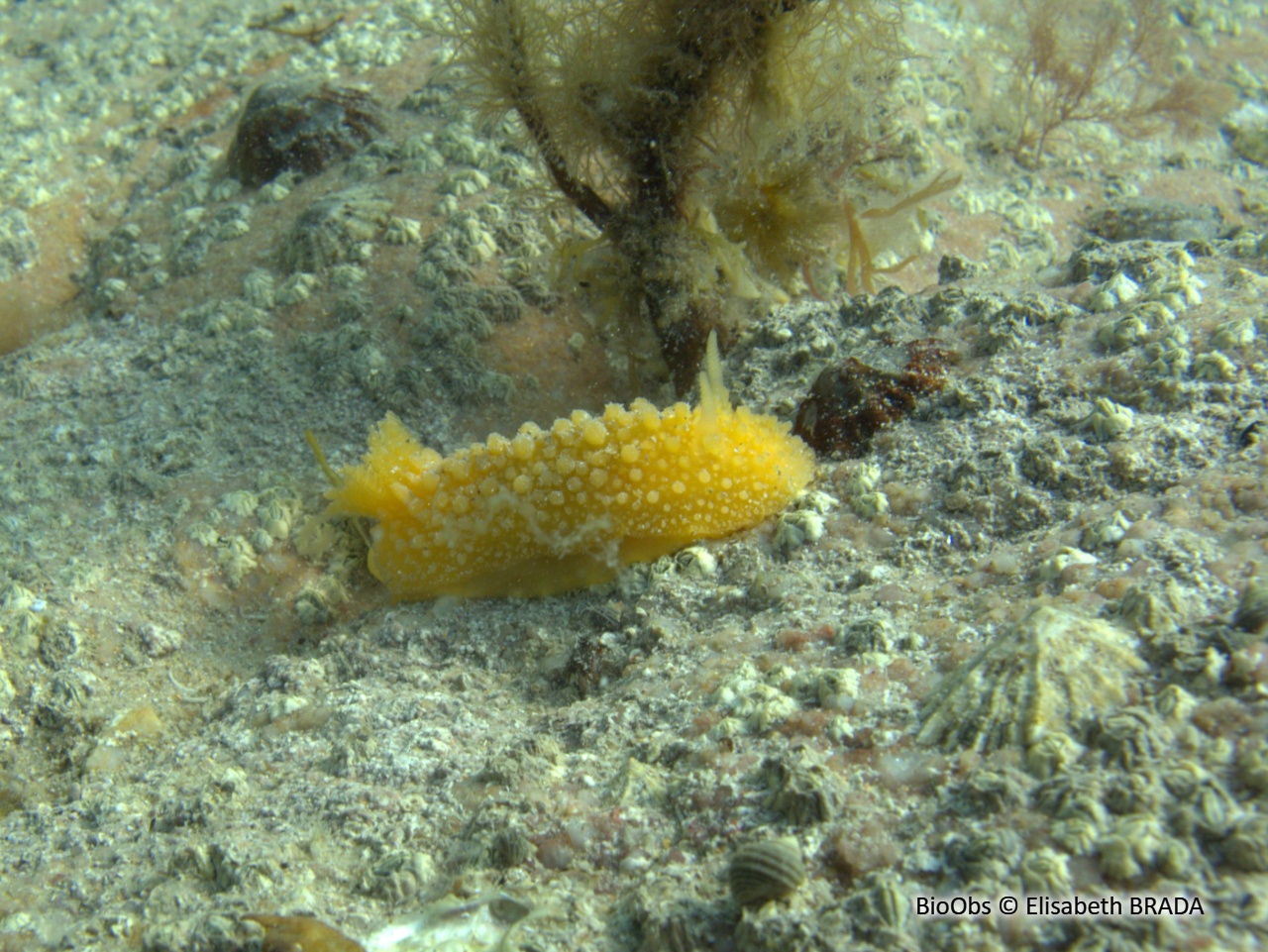 Doris verruqueuse - Doris verrucosa - Elisabeth BRADA - BioObs