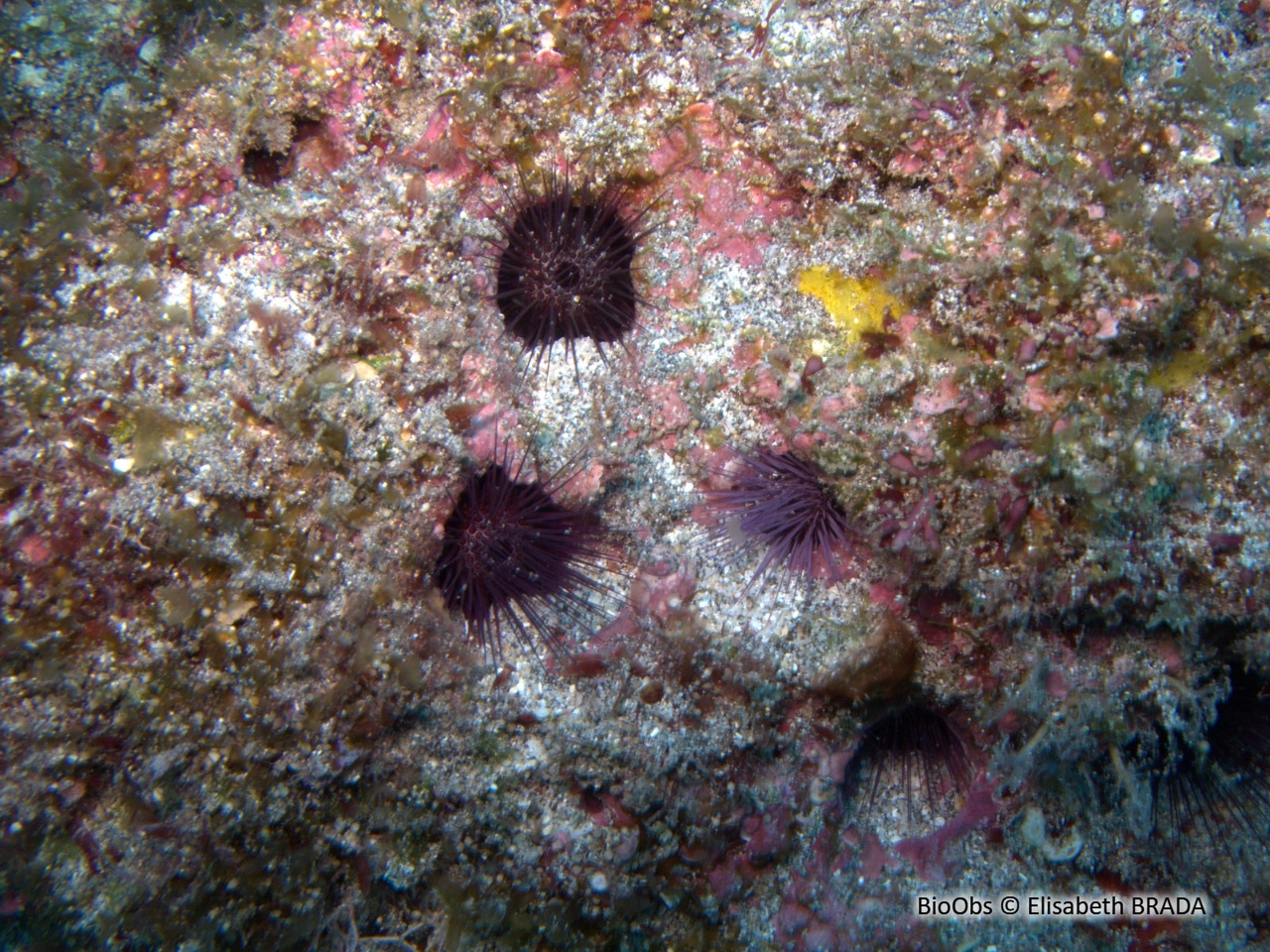 Oursin à fins piquants de l'Océan Indien - Echinostrephus molaris - Elisabeth BRADA - BioObs