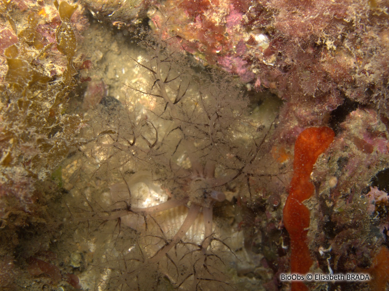 Lèche-doigts épineux - Thyone roscovita - Elisabeth BRADA - BioObs