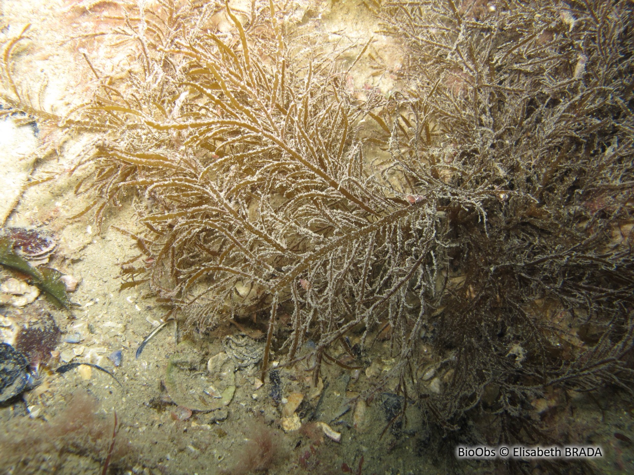 Feuille de fougère - Desmarestia ligulata - Elisabeth BRADA - BioObs