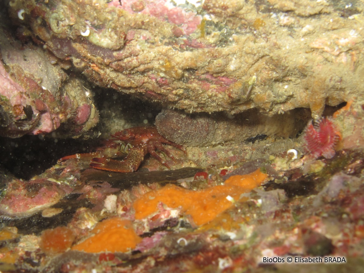 Galathée noire - Galathea squamifera - Elisabeth BRADA - BioObs