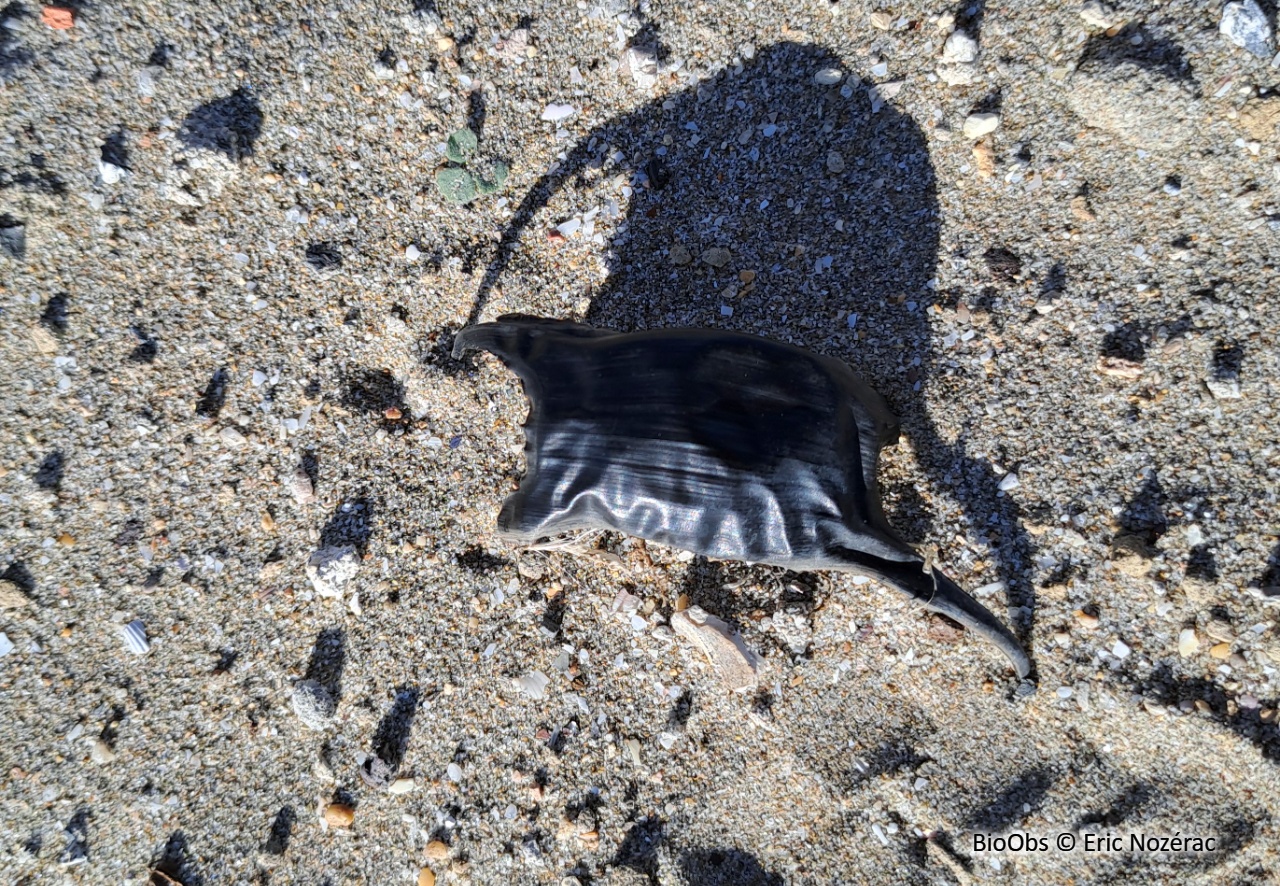 Oeuf de raie - Raja sp - Eric Nozérac - BioObs