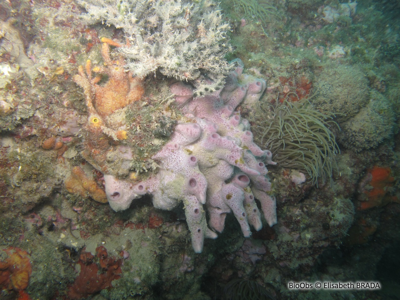 Chaline à cheminées roses - Haliclona (Rhizoniera) viscosa - Elisabeth BRADA - BioObs