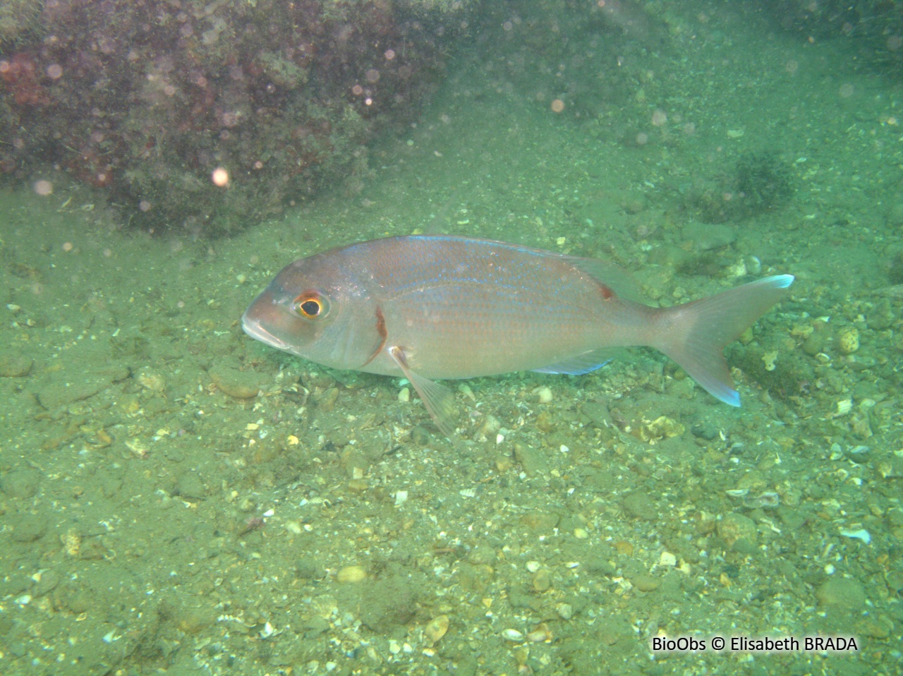 Pagre commun - Pagrus pagrus - Elisabeth BRADA - BioObs