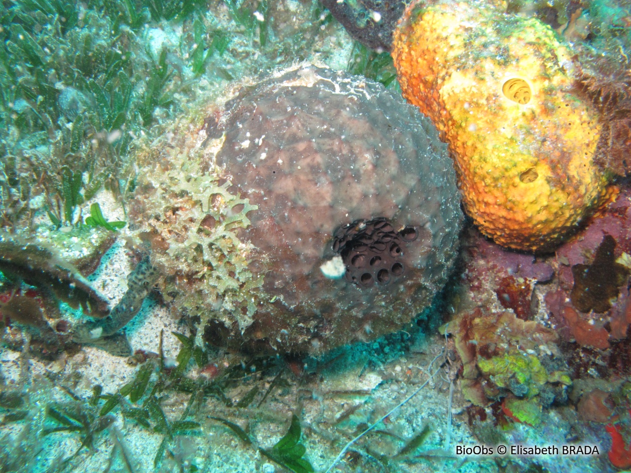 Eponge-balle - Ircinia strobilina - Elisabeth BRADA - BioObs