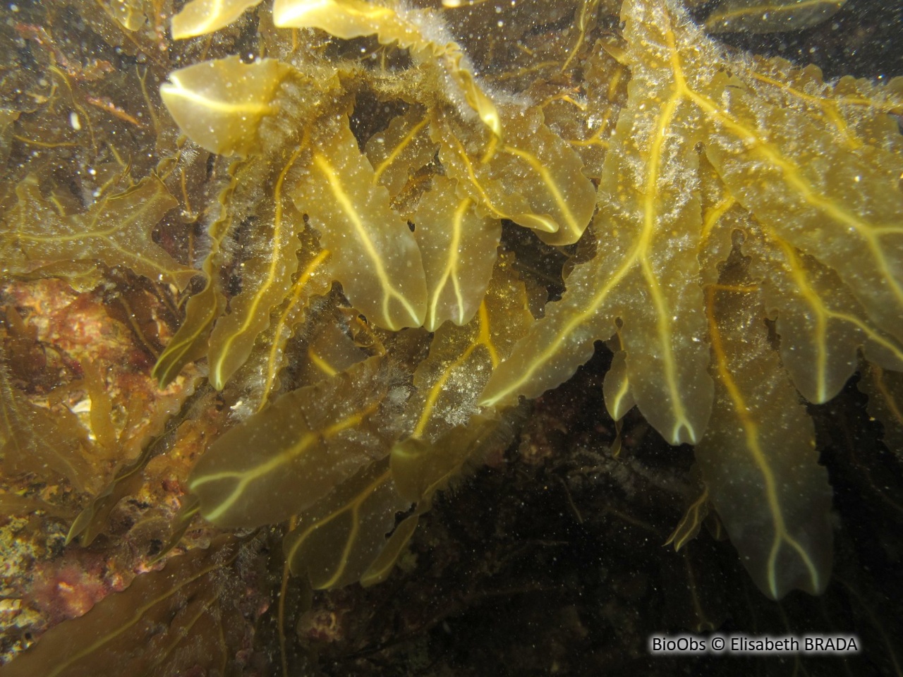 Fougère de mer - Dictyopteris polypodioides - Elisabeth BRADA - BioObs