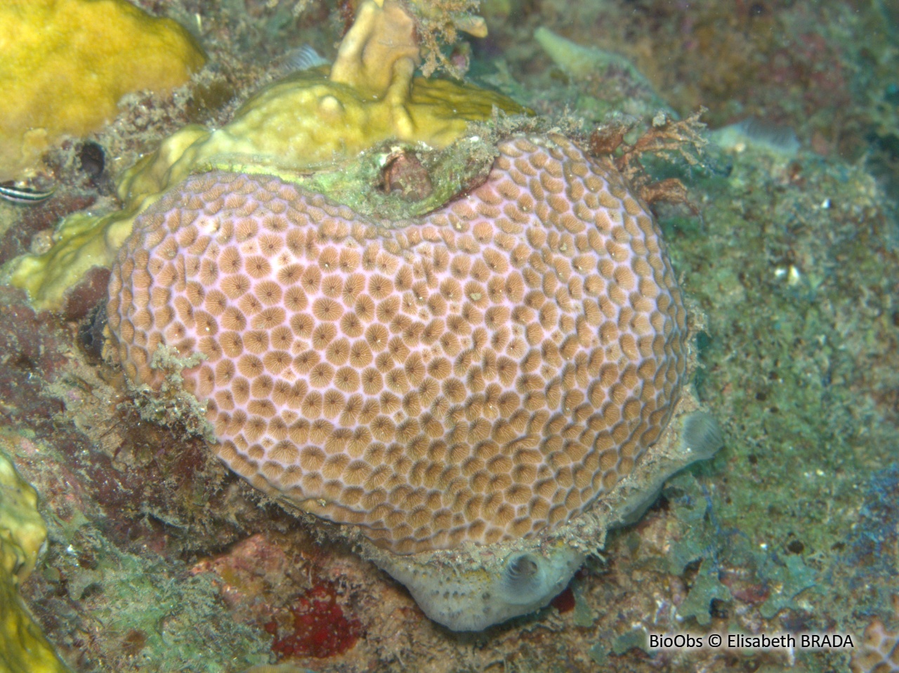 Corail starlette massif - Siderastrea siderea - Elisabeth BRADA - BioObs
