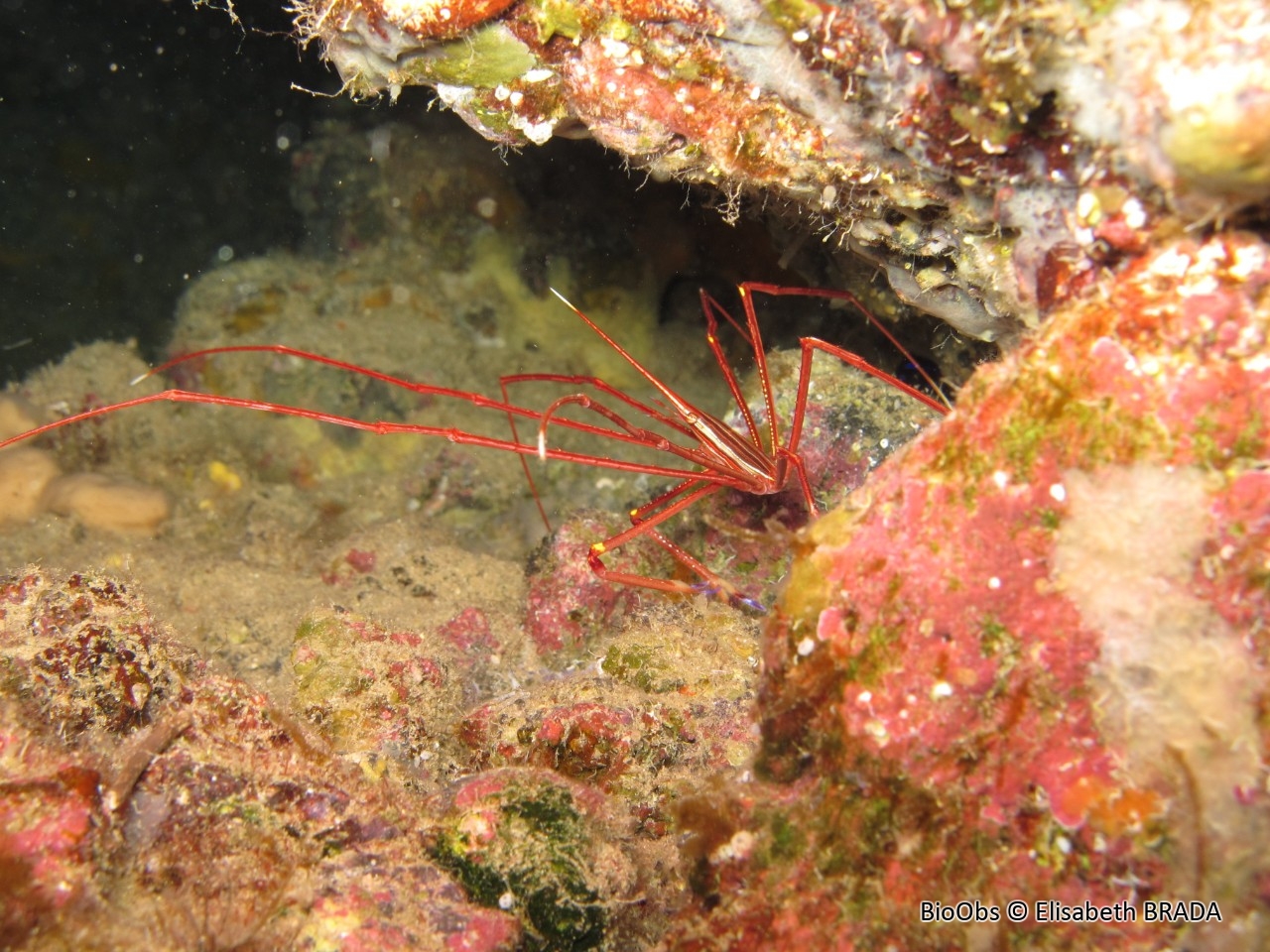 Crabe lance - Stenorhynchus lanceolatus - Elisabeth BRADA - BioObs