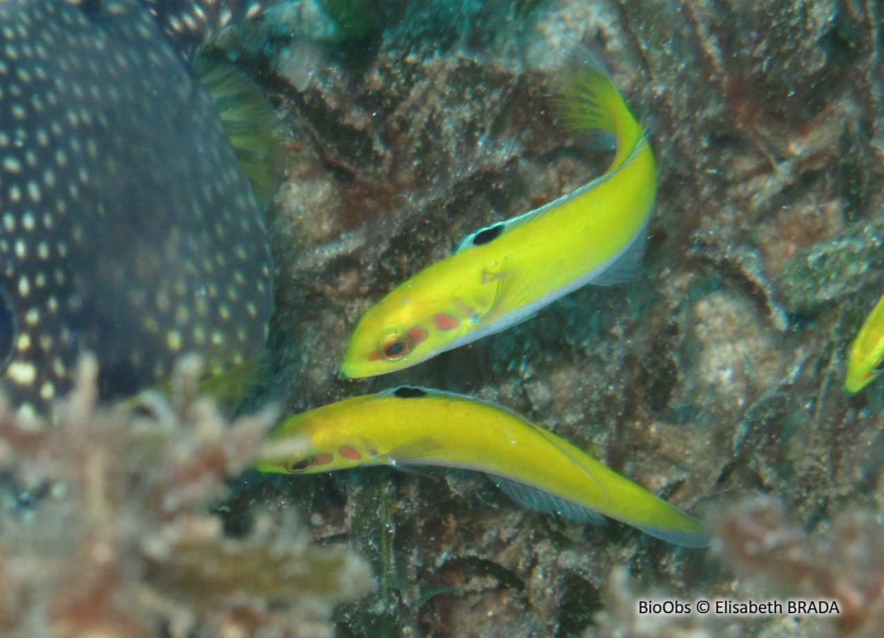 Girelle à tête jaune - Halichoeres garnoti - Elisabeth BRADA - BioObs