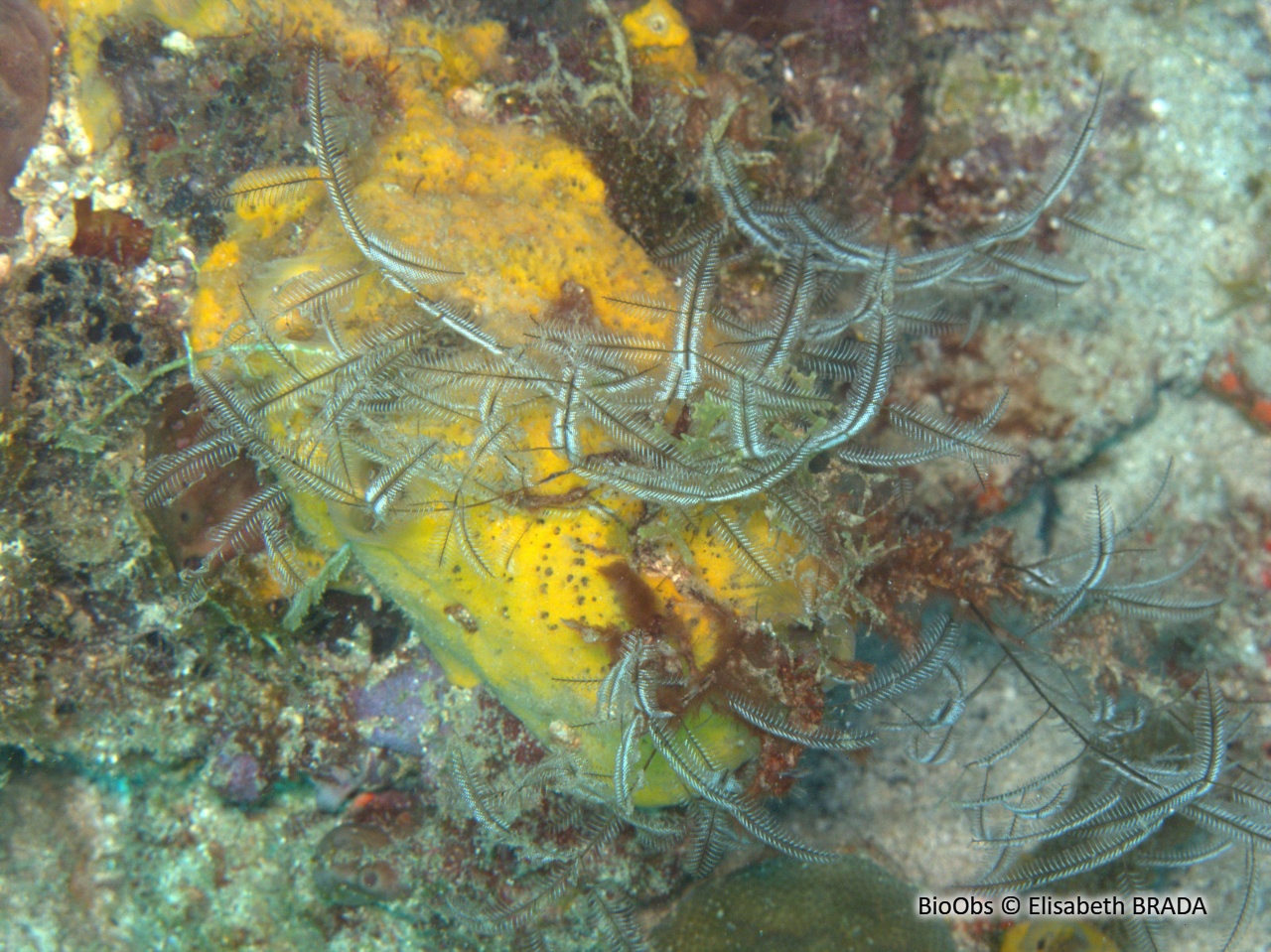 Hydraire buisson ardent - Macrorhynchia philippina - Elisabeth BRADA - BioObs