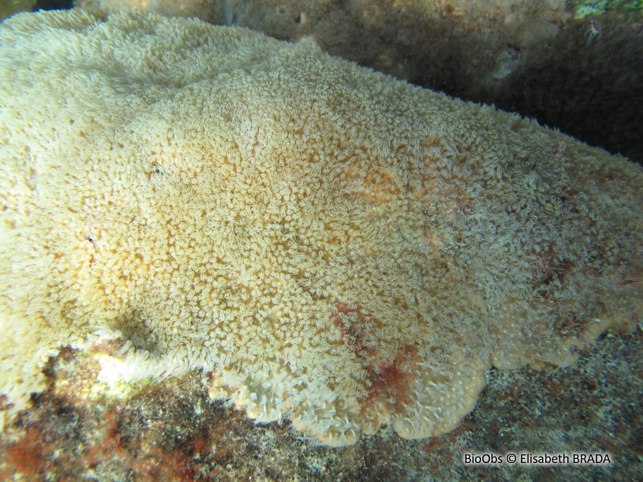 Gorgone encroûtante - Erythropodium caribaeorum - Elisabeth BRADA - BioObs