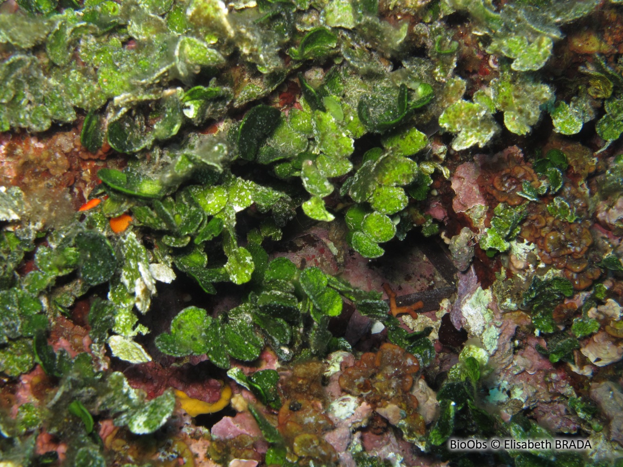 Monnaie de Poséidon - Halimeda tuna - Elisabeth BRADA - BioObs