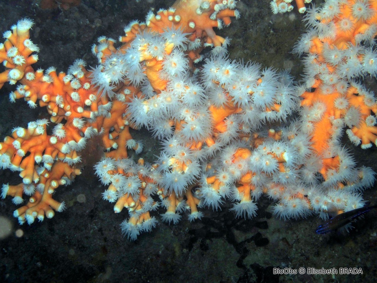 Corail arborescent orange - Dendrophyllia ramea - Elisabeth BRADA - BioObs