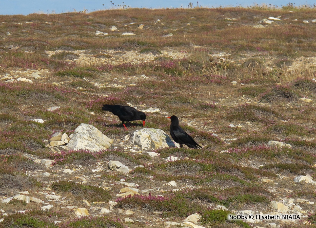 Crave à bec rouge - Pyrrhocorax pyrrhocorax - Elisabeth BRADA - BioObs