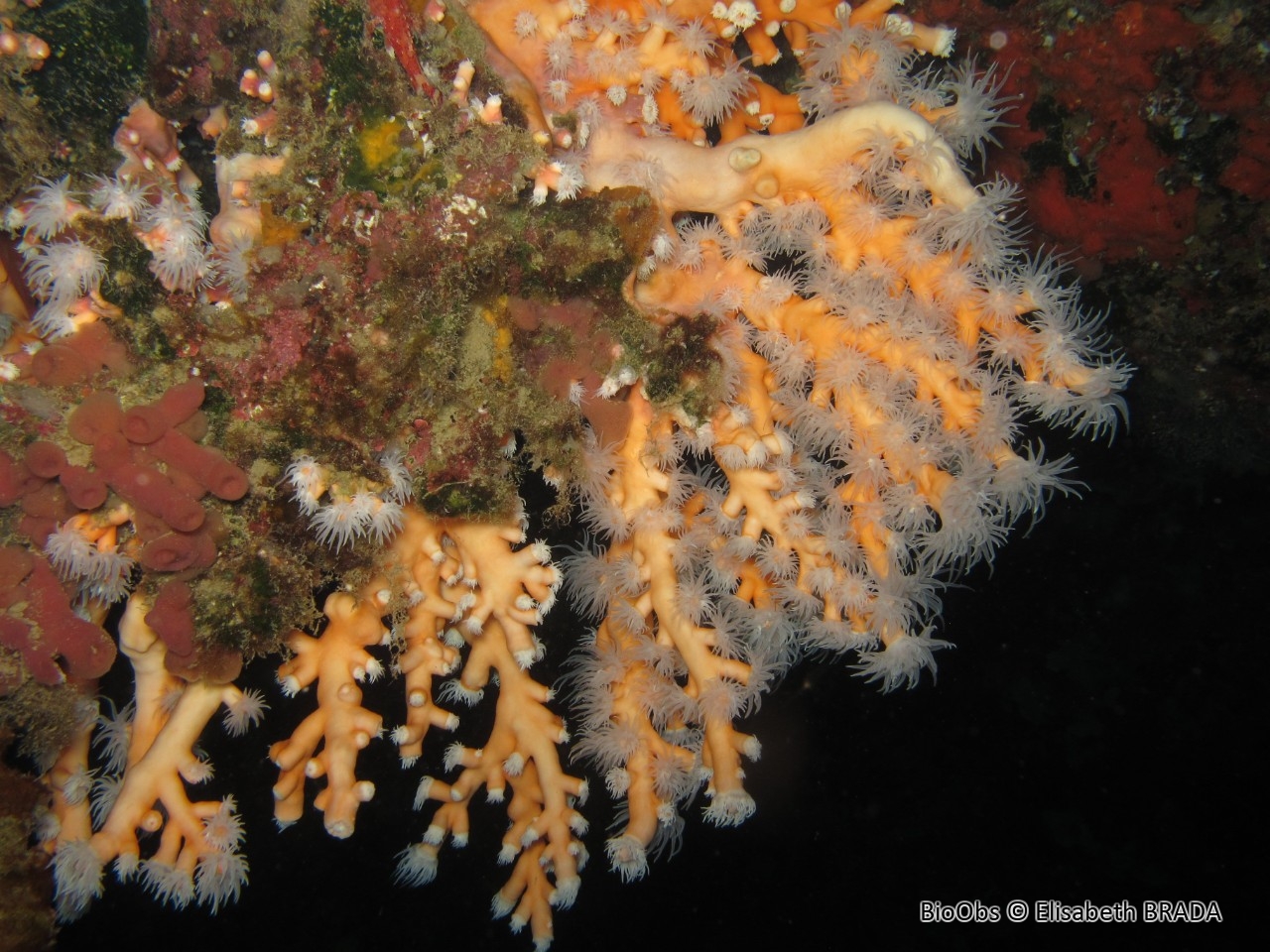 Corail arborescent orange - Dendrophyllia ramea - Elisabeth BRADA - BioObs